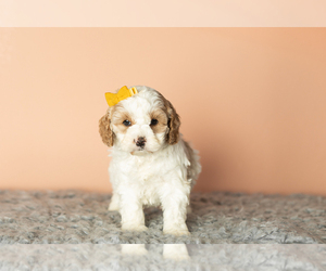 Cock-A-Poo-Poodle (Miniature) Mix Puppy for sale in SHIPSHEWANA, IN, USA