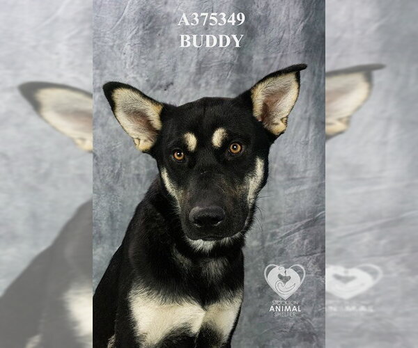 Medium Photo #1 German Shepherd Dog-Unknown Mix Puppy For Sale in Stockton, CA, USA