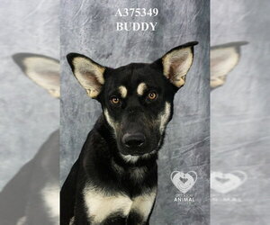 German Shepherd Dog-Unknown Mix Dogs for adoption in Stockton, CA, USA