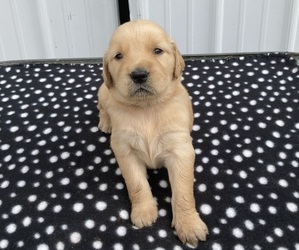 Golden Retriever Puppy for Sale in RUSSELL SPRINGS, Kentucky USA