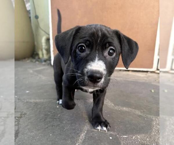 Medium Photo #3 Colonial Cocker Spaniel-Unknown Mix Puppy For Sale in San Diego, CA, USA