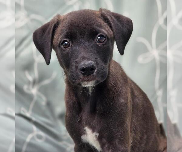 Medium Photo #1 Labrador Retriever-Unknown Mix Puppy For Sale in San Diego, CA, USA