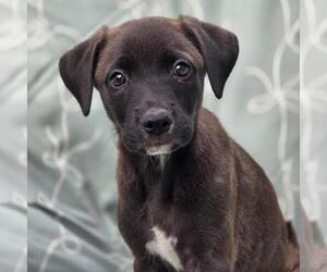 Labrador Retriever-Unknown Mix Dogs for adoption in San Diego, CA, USA