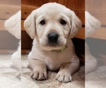 Puppy Green Collar Labrador Retriever
