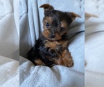 Small Photo #5 Yorkshire Terrier Puppy For Sale in KLEIN, TX, USA