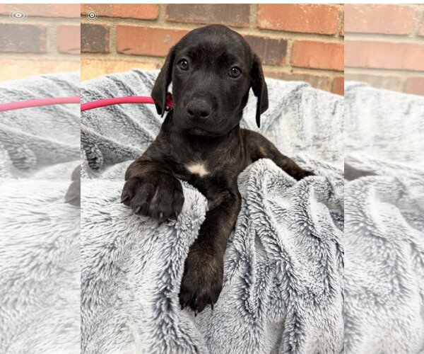 Medium Photo #3 Mutt Puppy For Sale in Goodyear, AZ, USA