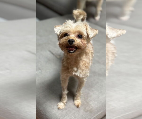 Medium Photo #2 Mutt Puppy For Sale in Phoenix, AZ, USA