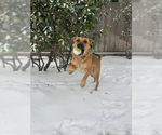 Small #6 German Shepherd Dog Mix