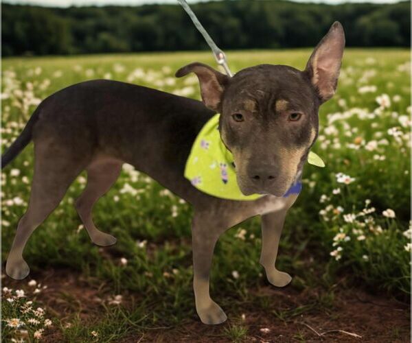 Medium Photo #2 Australian Kelpie-Doberman Pinscher Mix Puppy For Sale in Cookeville, TN, USA
