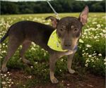Small #1 Australian Kelpie-Doberman Pinscher Mix