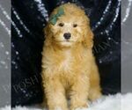 Small #1 Goldendoodle (Miniature)