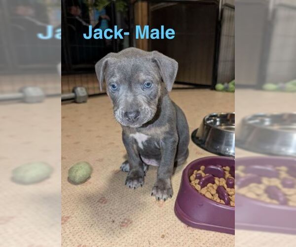 Medium Photo #2 Mutt Puppy For Sale in Belleville, MI, USA