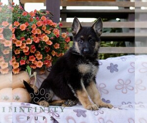 German Shepherd Dog Puppy for sale in LANCASTER, PA, USA
