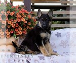 Captain - Male German Shepherd Dog Puppy for Sale - Small photo
