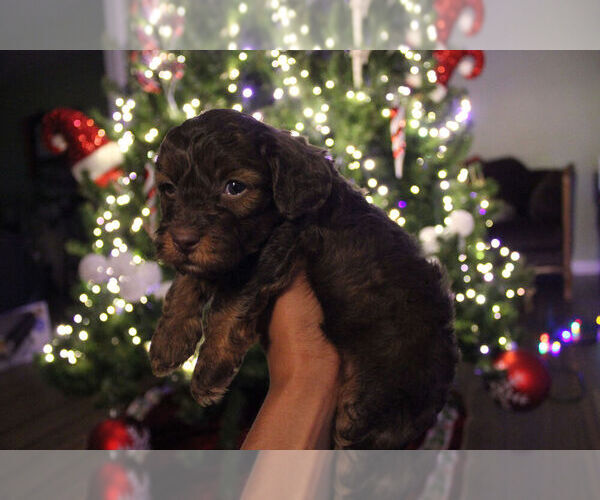 Medium Photo #5 Poovanese Puppy For Sale in LOUISVILLE, KY, USA