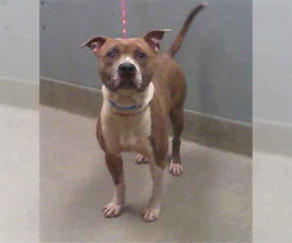Medium Photo #1 American Pit Bull Terrier-Unknown Mix Puppy For Sale in Las Vegas, NV, USA