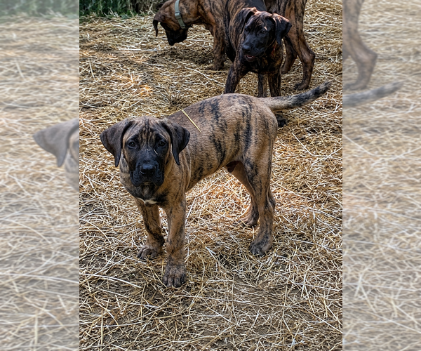 Medium Photo #1 Presa Canario Puppy For Sale in ANSON, ME, USA
