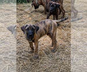 Presa Canario Puppy for sale in ANSON, ME, USA