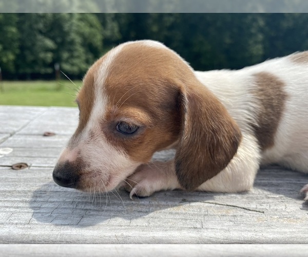 Medium Photo #1 Dachshund Puppy For Sale in LAWRENCEBURG, TN, USA