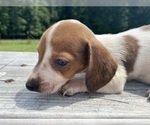 Small Photo #1 Dachshund Puppy For Sale in LAWRENCEBURG, TN, USA