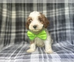 Small #7 Cavapoo