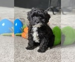 Small Photo #1 Maltipoo Puppy For Sale in PARAGON, IN, USA