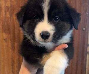 Miniature Australian Shepherd Puppy for sale in DIXON, IL, USA