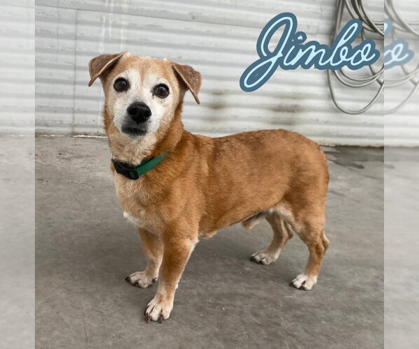 Medium Photo #9 Dachshund-Unknown Mix Puppy For Sale in San Antonio, TX, USA