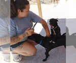 Small #1 Pug Mix
