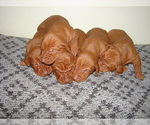 Puppy Puppy 2 Vizsla