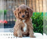 Image preview for Ad Listing. Nickname: Otis