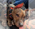 Small #22 Mutt