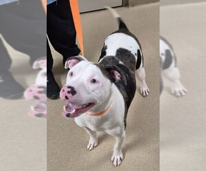 Mutt Dogs for adoption in Decatur, IL, USA