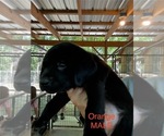 Small #6 Labrador Retriever