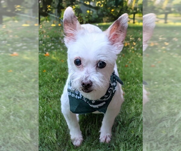 Medium Photo #9 Chihuahua-Unknown Mix Puppy For Sale in Caldwell, NJ, USA