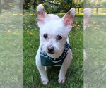 Small #8 Chihuahua Mix