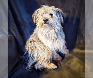 Medium Shih Tzu Mix