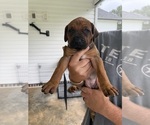 Litter of 7 - Male(s) and Female(s) Rhodesian RidgebackLitter of Puppies for Sale - Photo #6