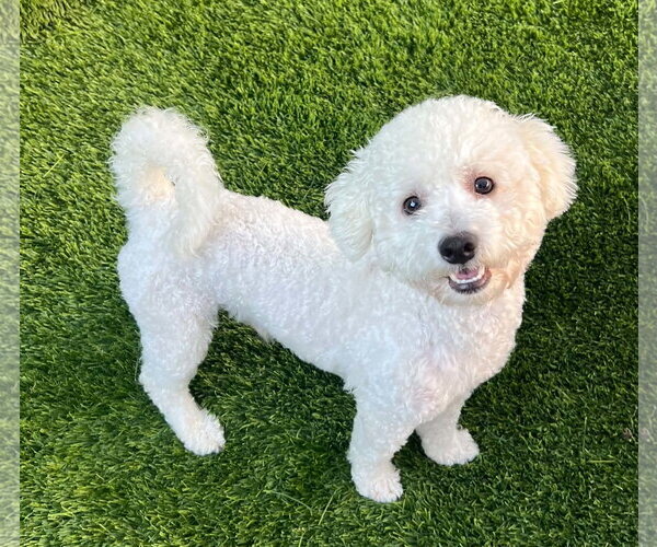 Medium Photo #3 Poodle (Miniature)-Unknown Mix Puppy For Sale in Bellevue, WA, USA