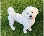 Small #2 Poodle (Miniature) Mix