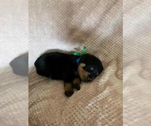 Rottweiler Puppy for sale in ARAB, AL, USA