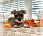 Small #3 Schnauzer (Miniature)