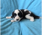 Small #2 Aussiedoodle