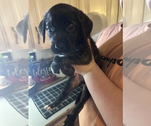 Mastiff Puppy for sale in WINTERSVILLE, OH, USA