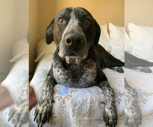 Mutt Dogs for adoption in Rockaway, NJ, USA