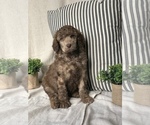 Small #4 Poodle (Standard)