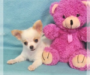 Chihuahua Puppy for sale in CABOOL, MO, USA