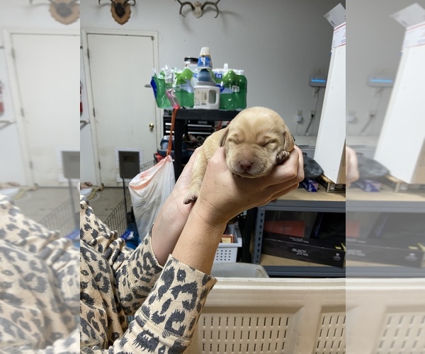 Medium Photo #5 Labrador Retriever Puppy For Sale in CLOVIS, CA, USA