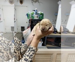 Small Photo #5 Labrador Retriever Puppy For Sale in CLOVIS, CA, USA