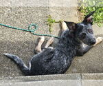 Small #4 Mutt
